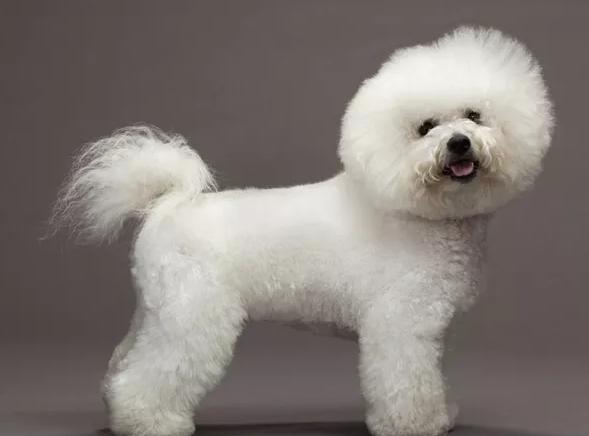 狗的品种中的卷毛比雄犬,你了解么?