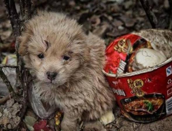 垃圾堆旁捡来一只脏兮兮的小狗,喂养2周后成功逆袭,女子乐坏了