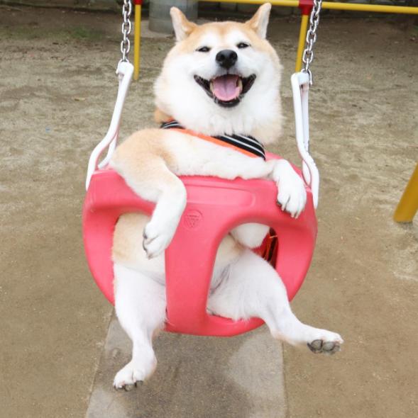 天使笑脸柴柴最爱玩荡秋千,主人一停下来不推,秒变超狂恶煞狠瞪