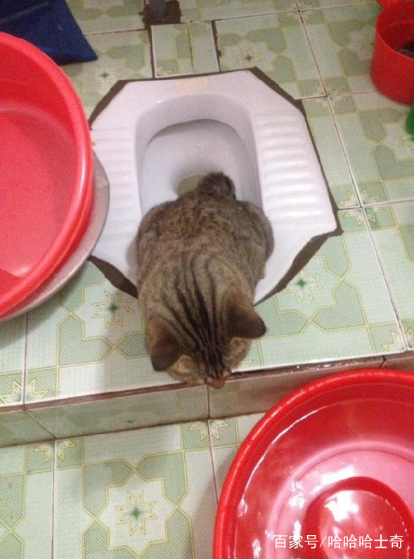 铲屎官偷拍猫咪拉粑粑,猫咪:这也拍,还能不能有点隐私?