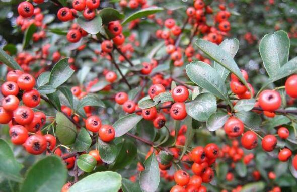 深山里的常见野果,小时候都吃过,每个外出的人都有一个回家的梦__财经