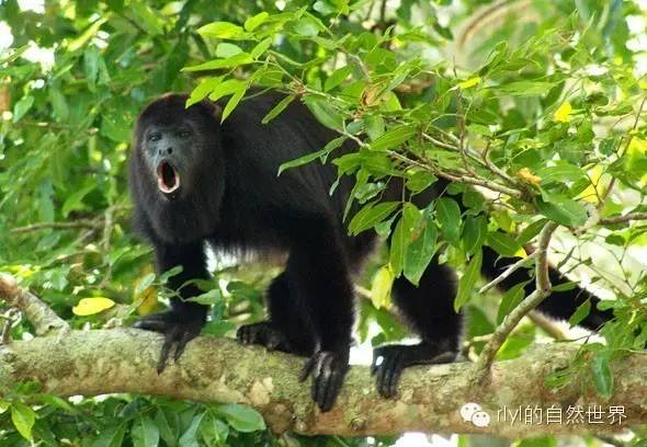 【rlyl物种说】今日--懒吼猴(Guatemalan black howler)