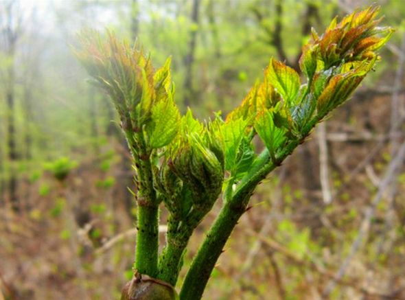 農村這4種野菜深受城裡人歡迎但全吃過的不多