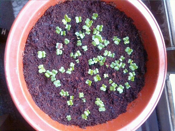 这个蔬菜发芽快,越冷越疯长,五毛钱种很多,每天都有青菜摘的吃