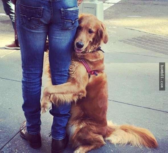 这只狗狗每次在大街上散步时一看到陌生人,就会冲上前抱紧处理