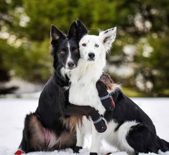 会相互拥抱的边牧犬明星最近有了一个兄弟
