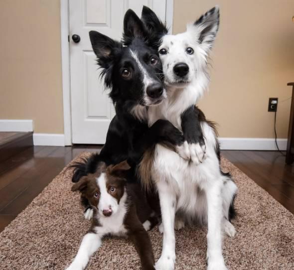 会相互拥抱的边牧犬明星最近有了一个兄弟