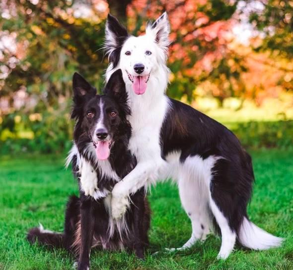 会相互拥抱的边牧犬明星最近有了一个兄弟