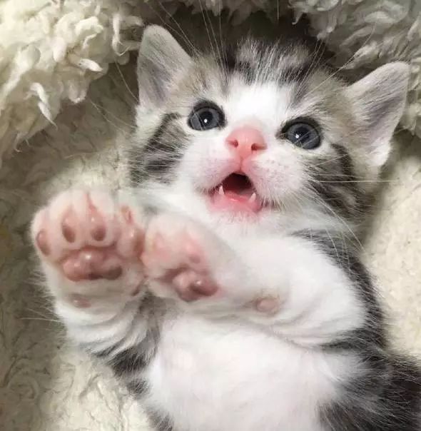 这样萌出血的小猫咪,真的是很招人喜欢的,特别是举着小爪子的样子,真