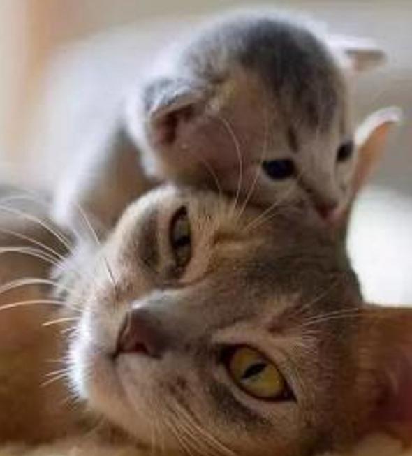 猫宝宝|小猫咪|猫妈妈_新浪网