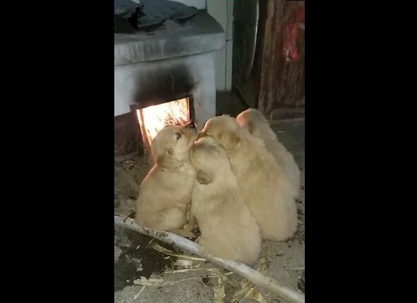 小奶狗扎堆在灶台前烤火,主人突然闻到一股糊味,都快被烤熟了!