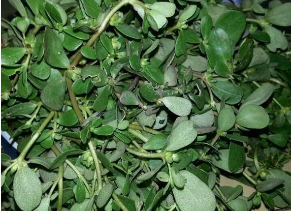 农村这样能救命野生菜,城市要想吃上,假如都吃过我输了