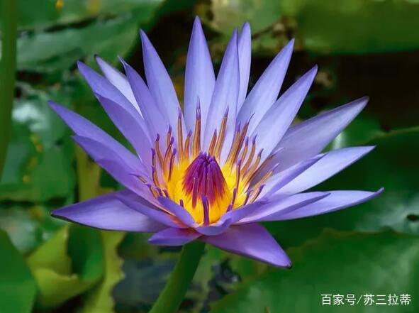 世界前7名最美丽的花,都生活在水里,据说排名第一的花,有70种