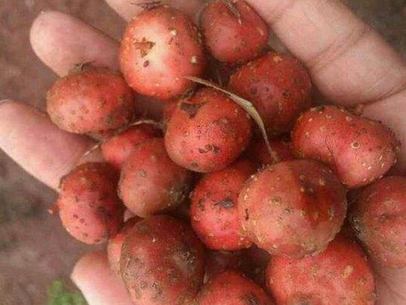 深山里的常见野果,小时候都吃过,每个外出的人都有一个回家的梦__财经