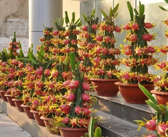 婆婆在阳台盆栽水果, 结出的果实怎么也吃不完, 拿街上10元一斤!