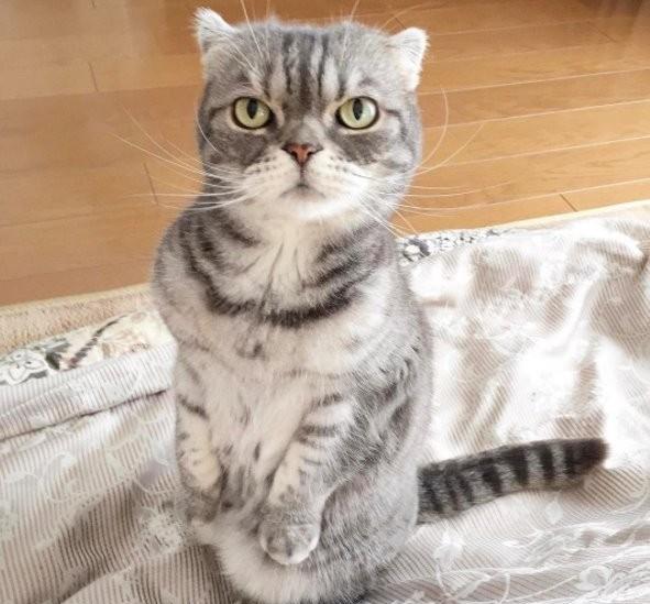 颜艺浑然天成的不良猫coco,这么霸气的帅脸谁与争锋