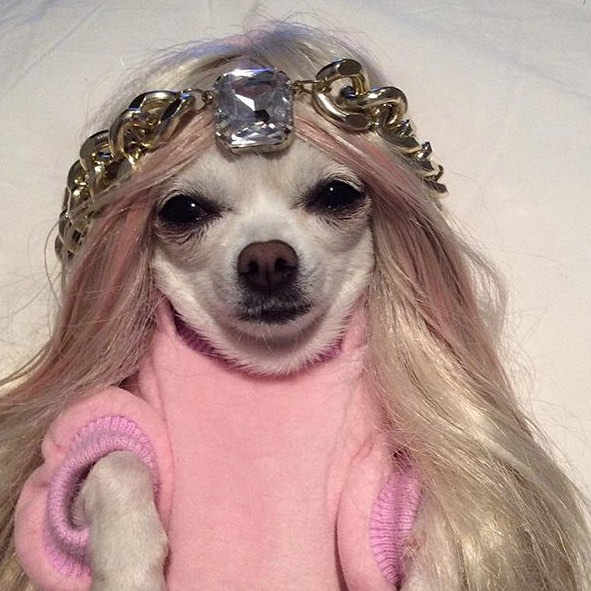 宠物打扮起来,美得让你不敢相信!