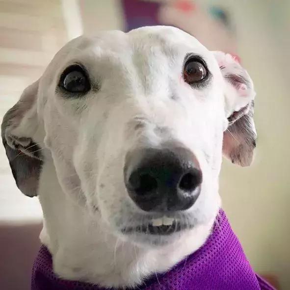 这只长着人类"大板牙"的狗,一激动就上下打颤,听说是因为.