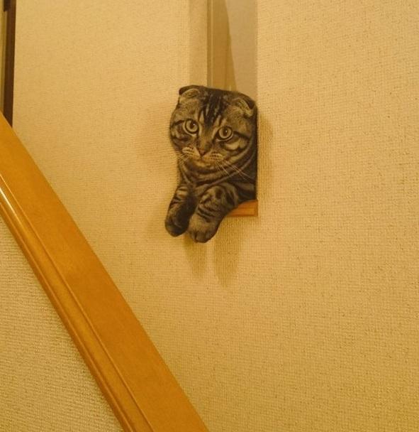 萌萌的大眼睛 呆呆的傻表情