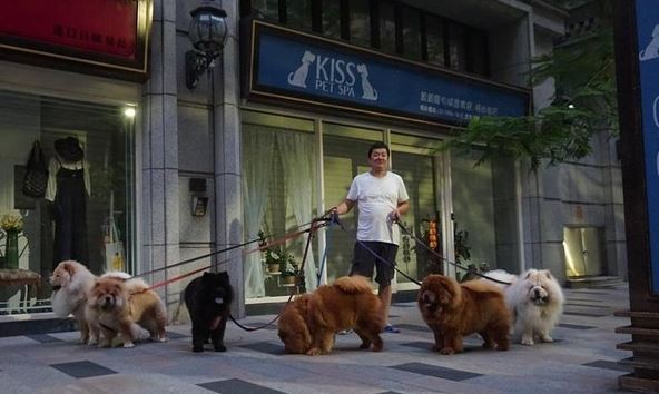这究竟是人遛狗，还是狗溜人？