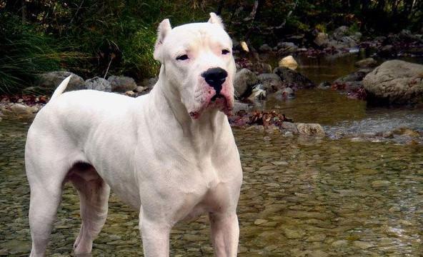 阿根廷杜高犬最初就是作为斗犬而培育出来的品种,骨子里就是难以磨灭