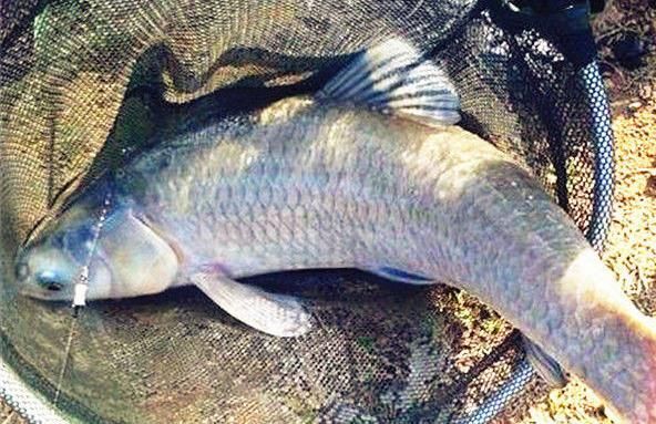 库钓青鱼饵窝料选择与打窝技巧很重要,掌握这些钓上大青鱼就简单