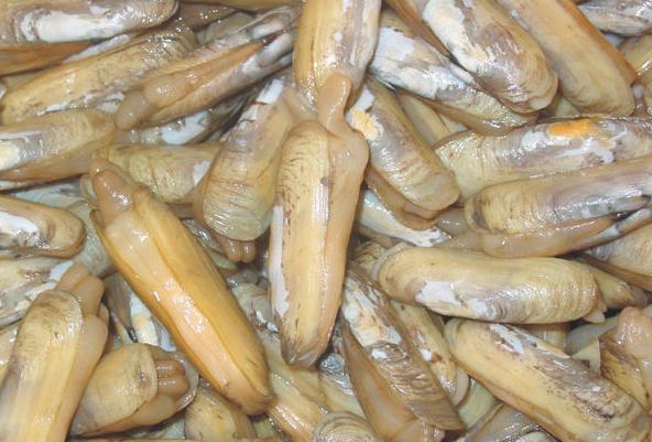 怎料老板却说这是好东西,是晶杆,蛏子里面都有的东西,不用大惊小怪!