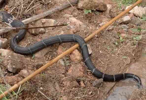 男子自家院子意外发现蛇洞,掏空后出现这幕终身难忘