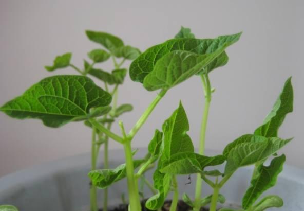 有一天妈妈突发奇想在家中盆栽豆角,说是吃着新鲜也不用花太多的钱