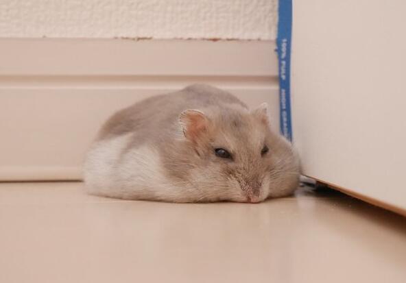 这几张图告诉你仓鼠有多怕热摊成一张饼的萌态让人忍俊不禁