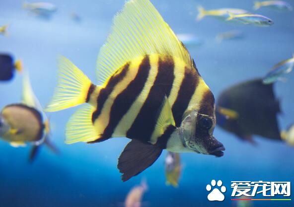 什么大型热带鱼好养 地图鱼是好养的热带鱼