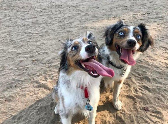 双眼失明狗狗对这个世界充满畏惧 直到它出现才开启真正快乐狗生