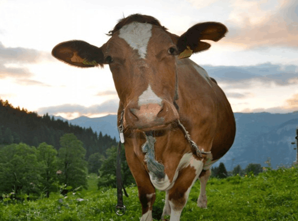 尤其在工作岗位上,一旦属牛人的"牛脾气"爆发,估计九头牛都难以把他拉