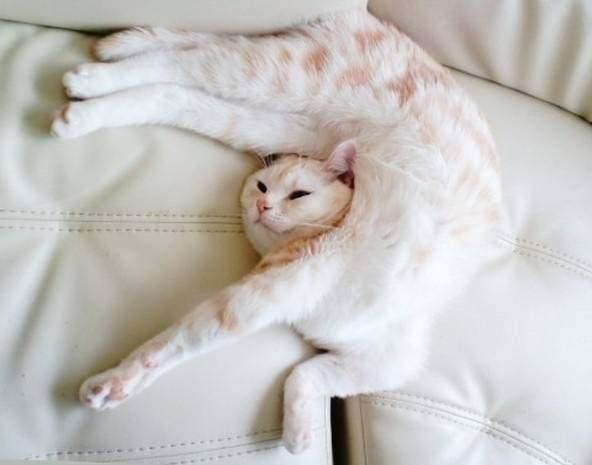 猫咪伸懒腰姿势真的强网友真的是很柔软啊水做的