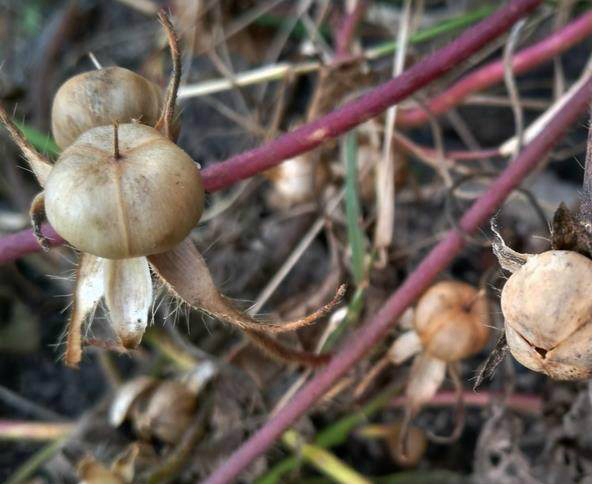 黑丑中药材 黑牵牛 白丑二丑喇叭花子 牵牛子免费磨粉黑丑粉500克