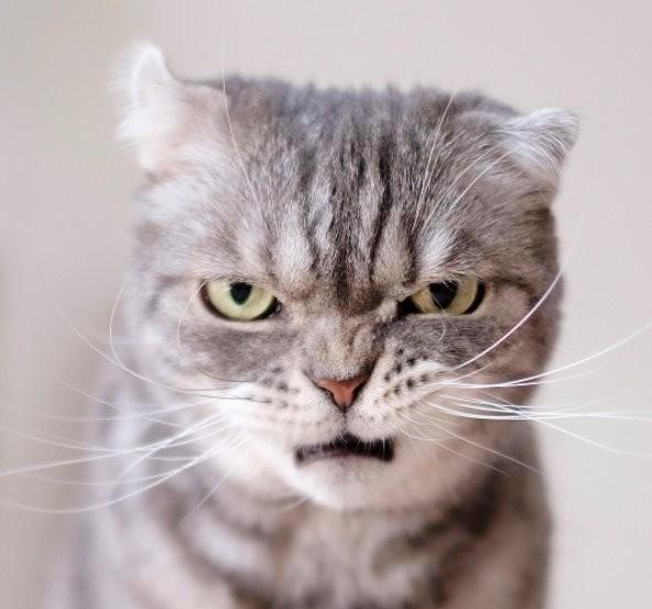 颜艺浑然天成的不良猫coco,这么霸气的帅脸谁与争锋