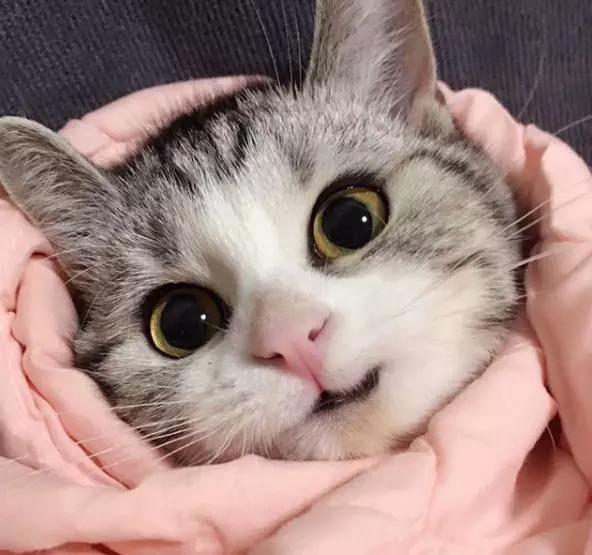 家猫哪有野猫香?这只卷耳猫,它的笑容会撩人,萌晕我吧!