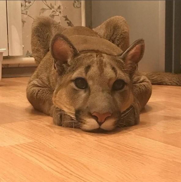 美洲狮梅西被当梗图爆红 原来竟曾是受虐动物