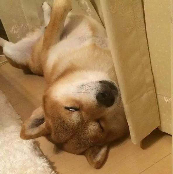 任凭铲屎官打扮得再漂亮这只柴犬耍起脾气一秒毁形象