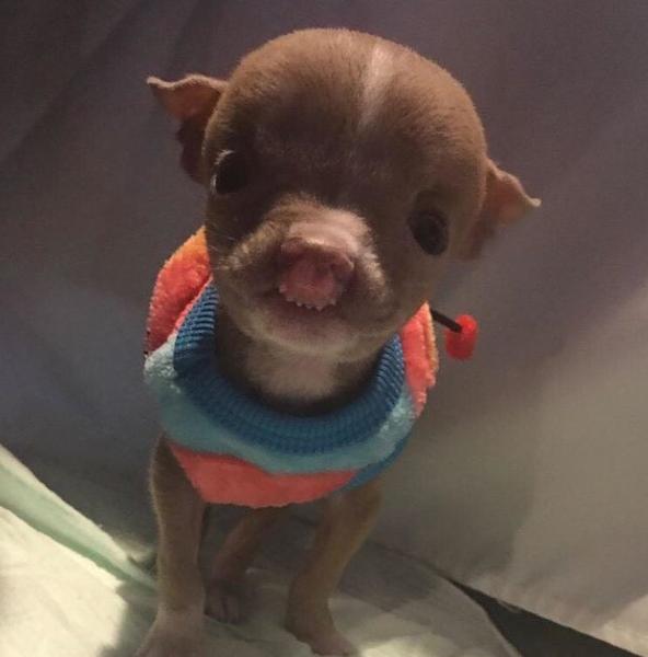 超萌狗宝宝,可以进来看看这篇文章