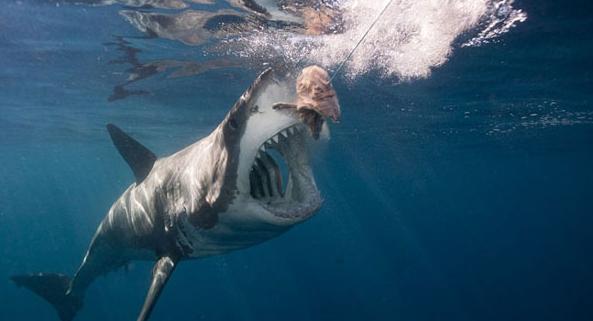 大白鲨——它可是海里最大的食肉鱼类,身长可达6.