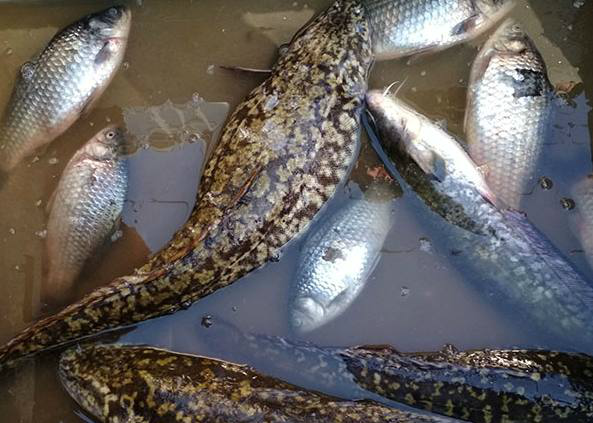 吉林省吉林市临江门街头出售一种少见而奇怪的鱼,卖着介绍是从松花江