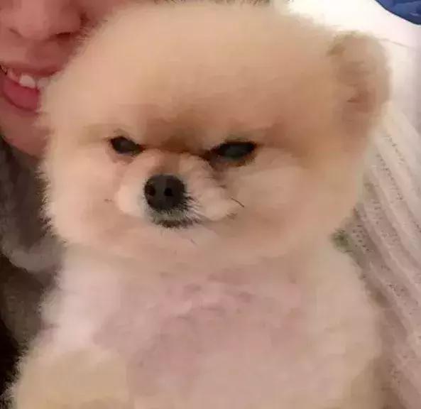 天生一张"生气脸"的小博美:瞅啥瞅,想干架还是怎滴?