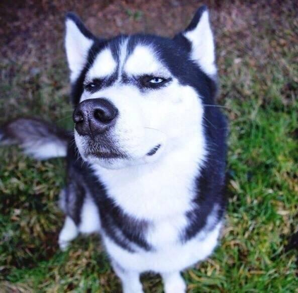 傲娇了这只哈士奇圣诞节就不能好好笑一笑吗非得板着个臭脸