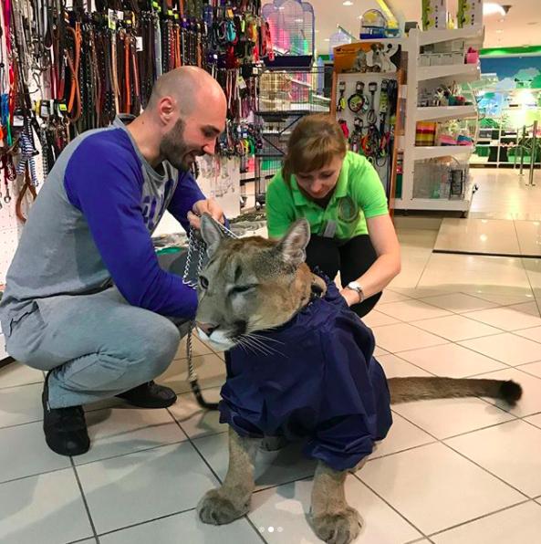 在宠物店竟看见有人带美洲狮来买衣服,当它试穿衣服时,比猫狗还乖