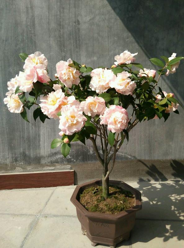 这种木本花卉,漂亮媲美牡丹花,香气十足,是盆栽佳品,盆景良才