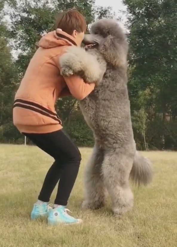 100来斤的巨型泰迪非要主人抱抱女孩试了下可差点闪了腰