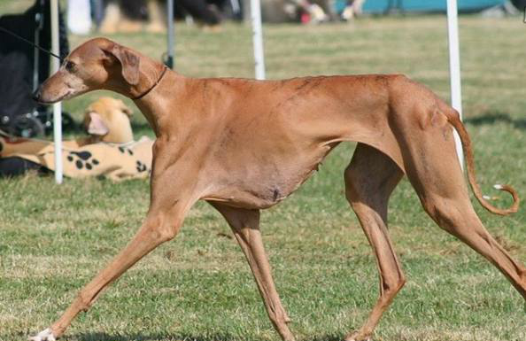 盘点世界5种名贵犬种第3种在我心中是无价