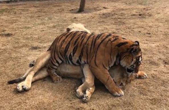 公老虎实在是太欺负狮子了|狮子|老虎|雄狮_新浪新闻