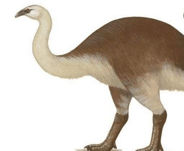 盘点远古时期的四大巨鸟, 2.5米高的泰坦鸟竟排